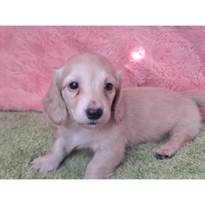 成約済の愛知県のミニチュアダックスフンド(ロングヘアード)-445006の9枚目