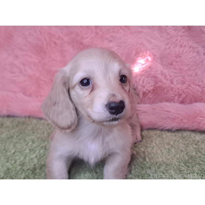 成約済の愛知県のミニチュアダックスフンド(ロングヘアード)-445006の8枚目