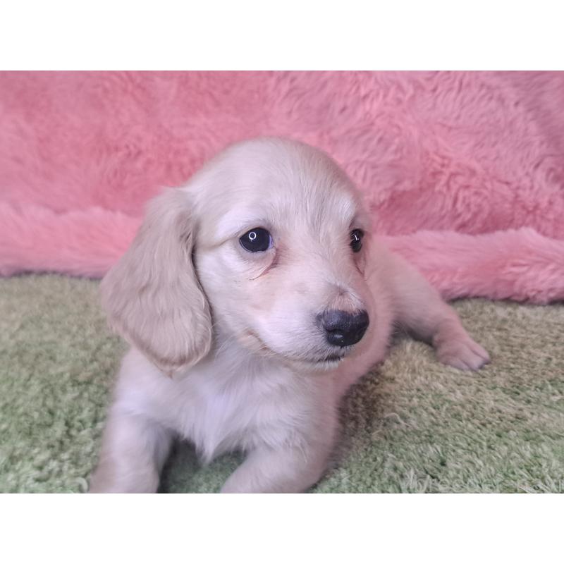 成約済の愛知県のミニチュアダックスフンド(ロングヘアード)-445006の6枚目