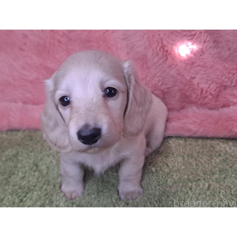 販売中の愛知県のミニチュアダックスフンド(ロングヘアード)-445005の16枚目