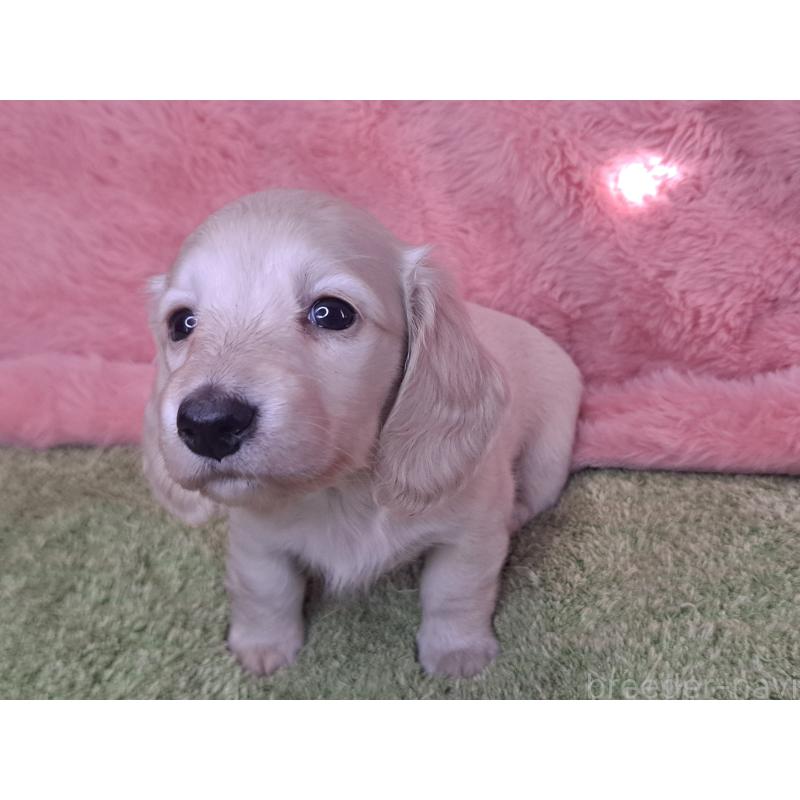 販売中の愛知県のミニチュアダックスフンド(ロングヘアード)-445005の15枚目