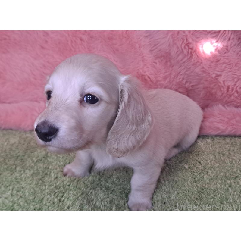 販売中の愛知県のミニチュアダックスフンド(ロングヘアード)-445005の14枚目