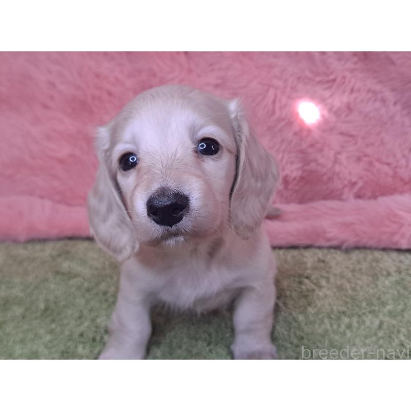 販売中の愛知県のミニチュアダックスフンド(ロングヘアード)-445005の13枚目