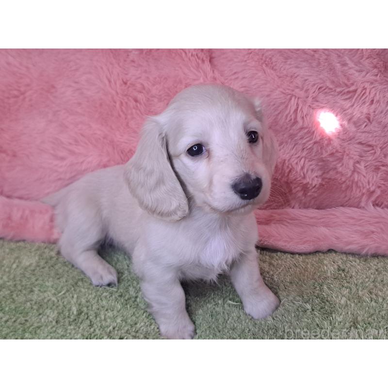 販売中の愛知県のミニチュアダックスフンド(ロングヘアード)-445005の12枚目