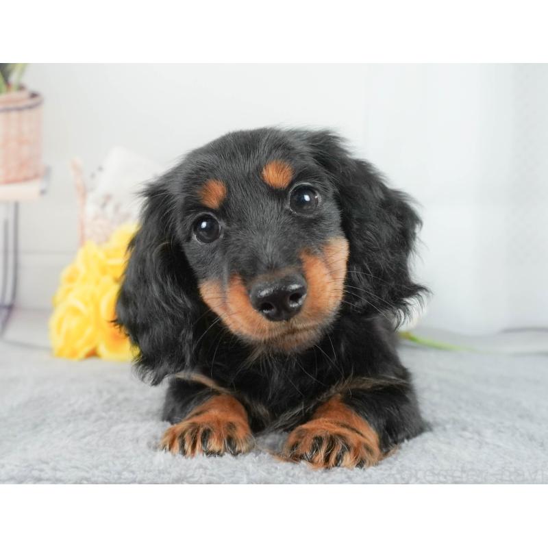 販売中の東京都のカニンヘンダックスフンド(ロングヘアード)-449294の10枚目