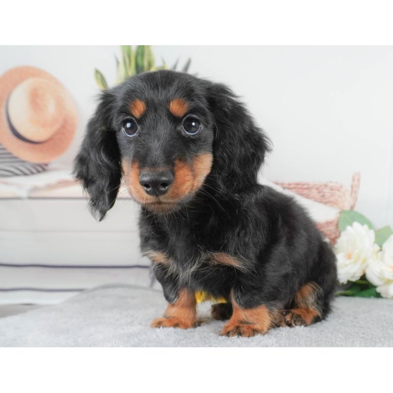 販売中の東京都のカニンヘンダックスフンド(ロングヘアード)-449294の9枚目