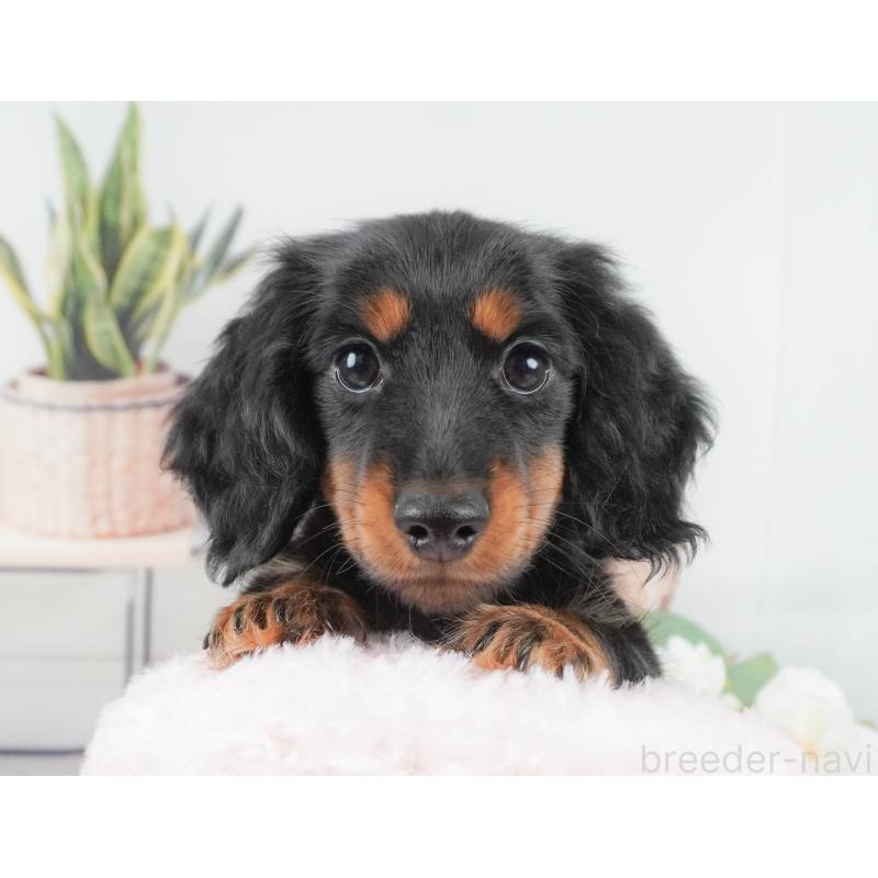 販売中の東京都のカニンヘンダックスフンド(ロングヘアード)-449294の8枚目