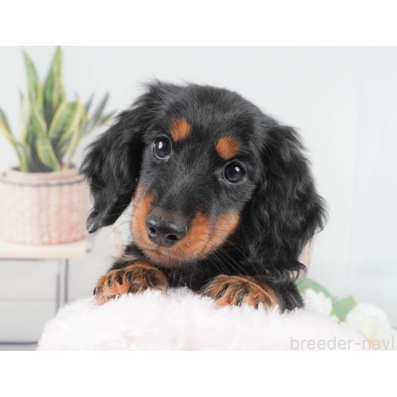 販売中の東京都のカニンヘンダックスフンド(ロングヘアード)-449294の7枚目