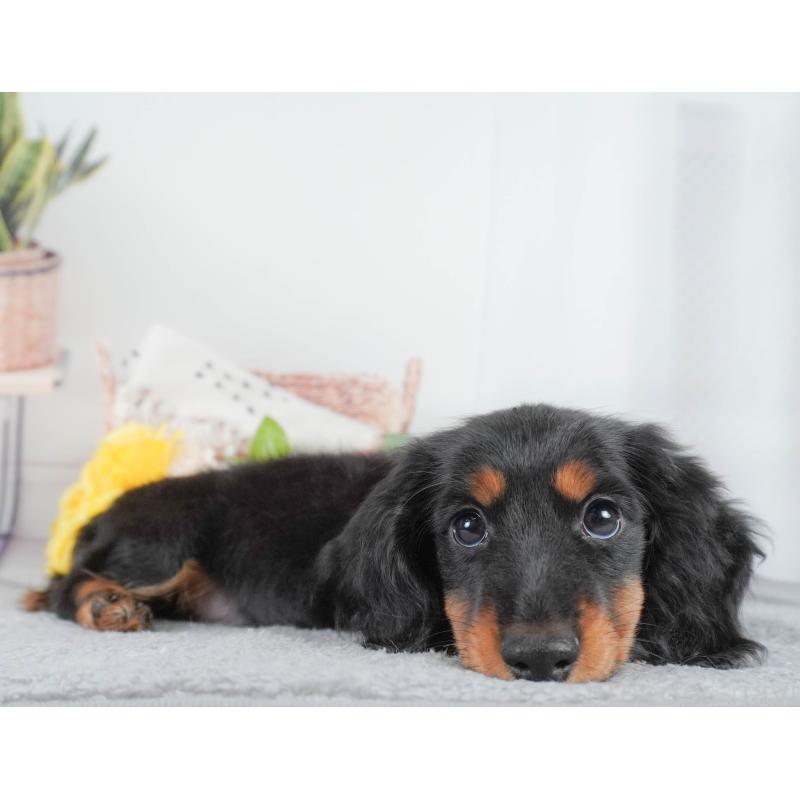 販売中の東京都のカニンヘンダックスフンド(ロングヘアード)-449294の6枚目