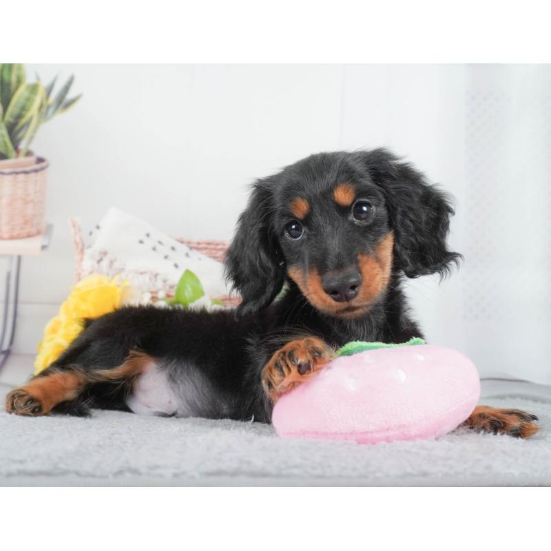 販売中の東京都のカニンヘンダックスフンド(ロングヘアード)-449294の5枚目