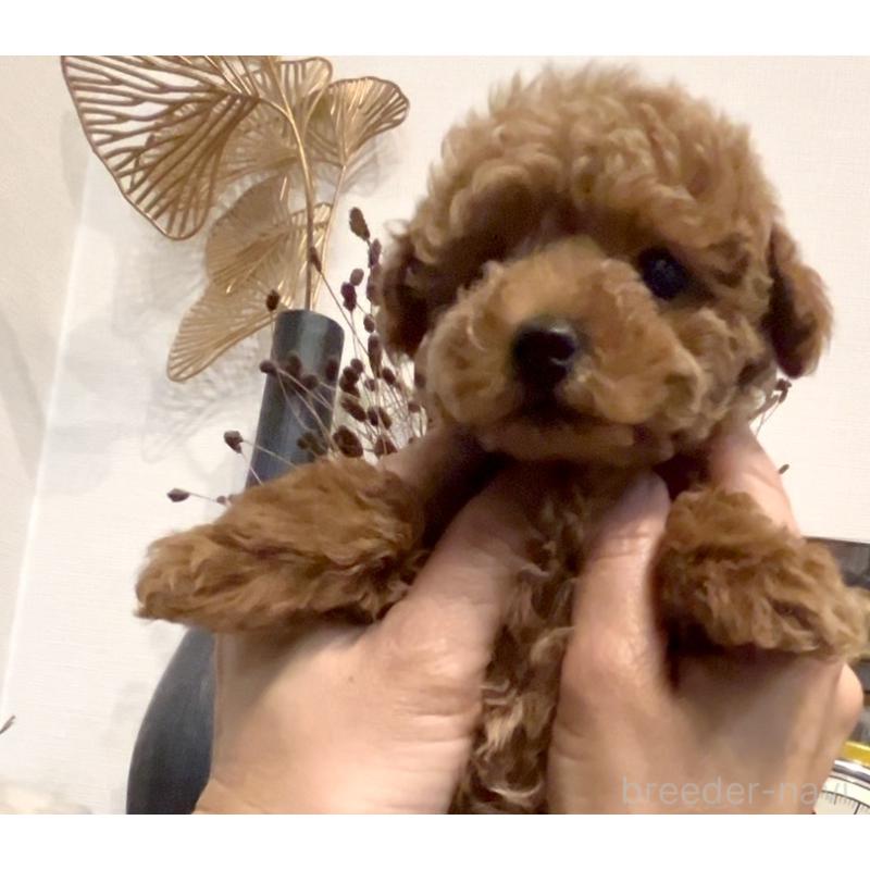 販売中の奈良県のタイニープードル-446944の9枚目