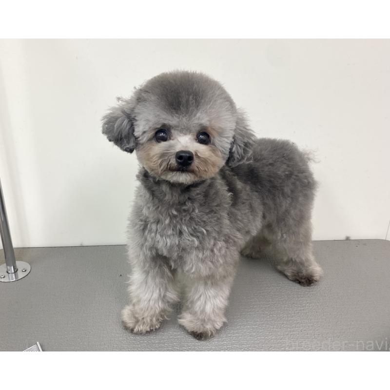 販売中の広島県のタイニープードル-435213の5枚目