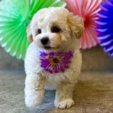 ♀︎トイプードル