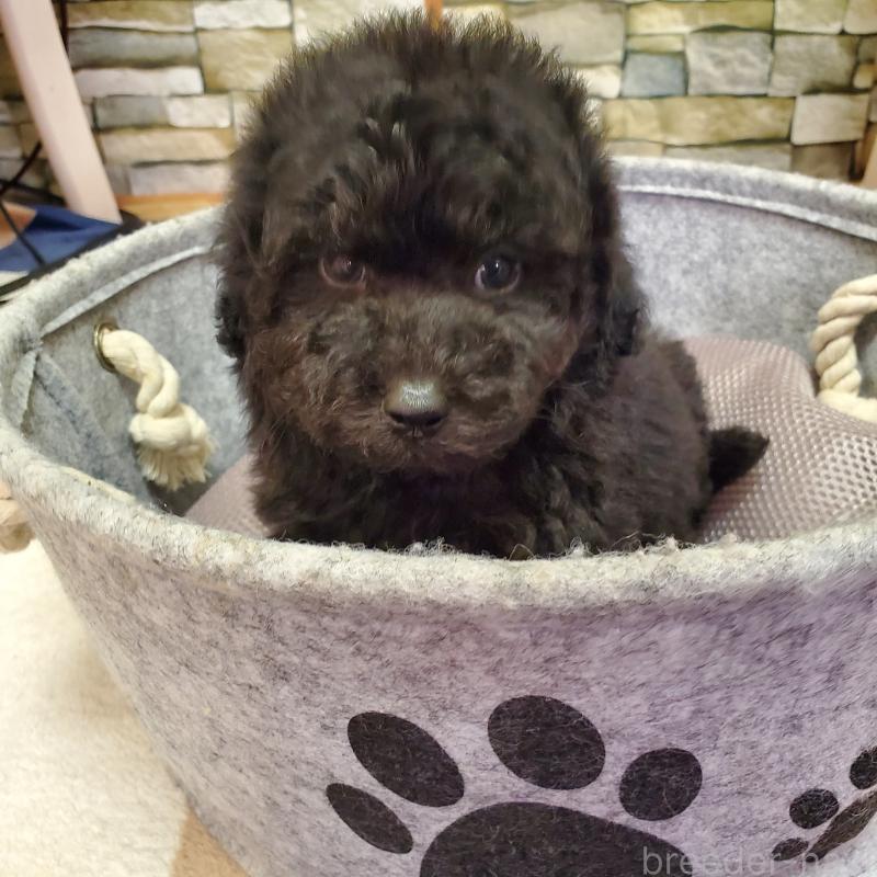 成約済の広島県のトイプードル-444278の2枚目