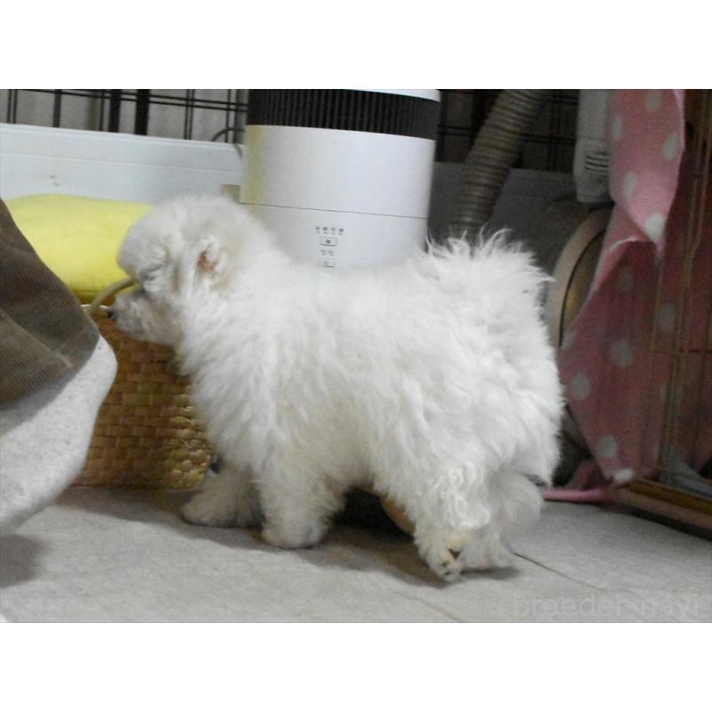 成約済の愛知県のビションフリーゼ-434964の8枚目