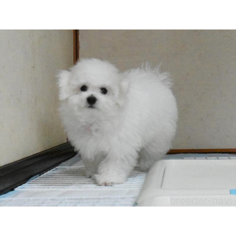 成約済の愛知県のビションフリーゼ-434964の7枚目