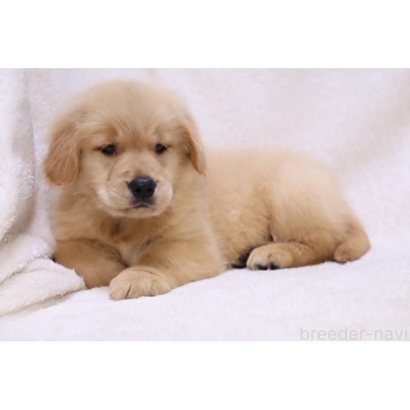 商談中の滋賀県のゴールデンレトリーバー-446760の5枚目