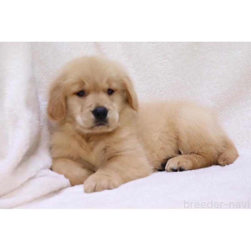 商談中の滋賀県のゴールデンレトリーバー-446760の4枚目