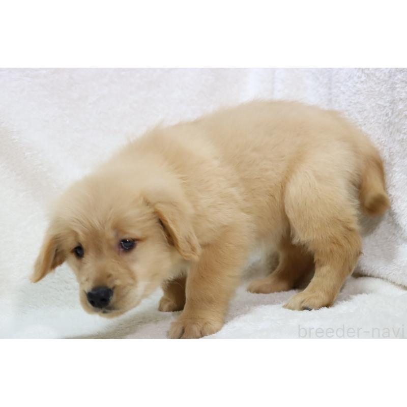 商談中の滋賀県のゴールデンレトリーバー-446760の3枚目