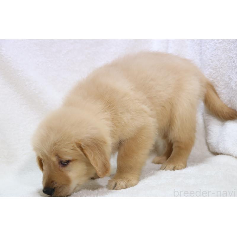 商談中の滋賀県のゴールデンレトリーバー-446760の2枚目