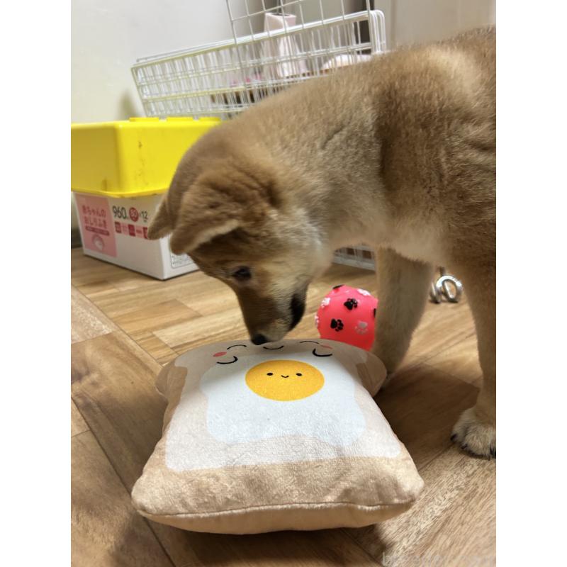 販売中の滋賀県の柴犬-443447の3枚目