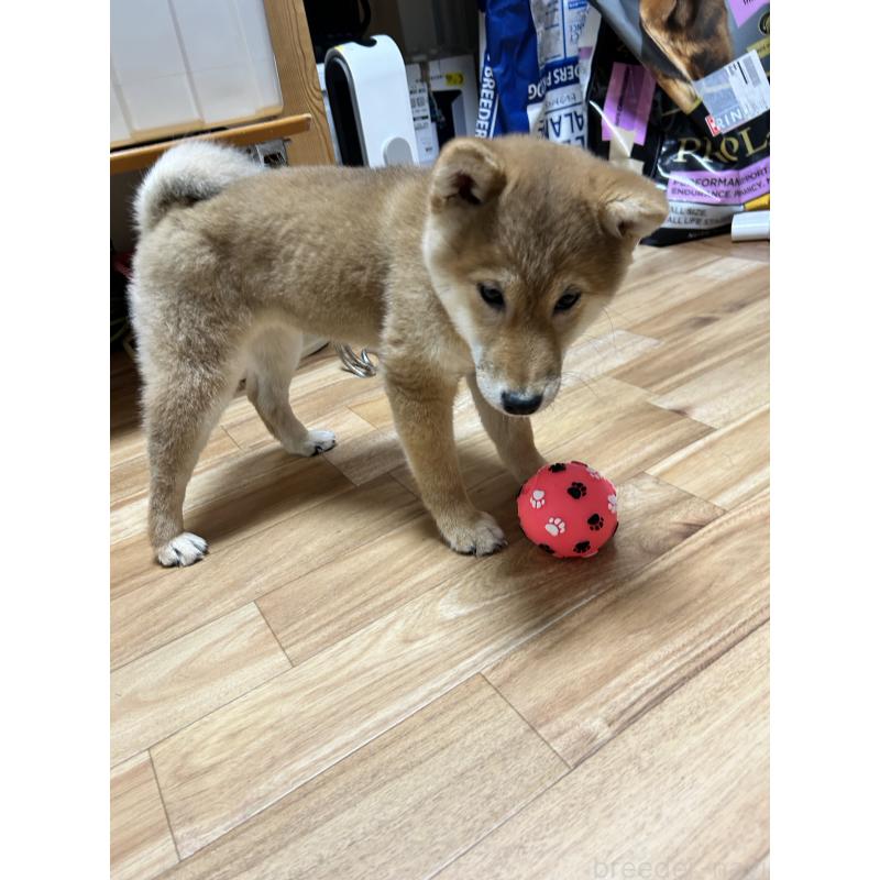 販売中の滋賀県の柴犬-443447の2枚目