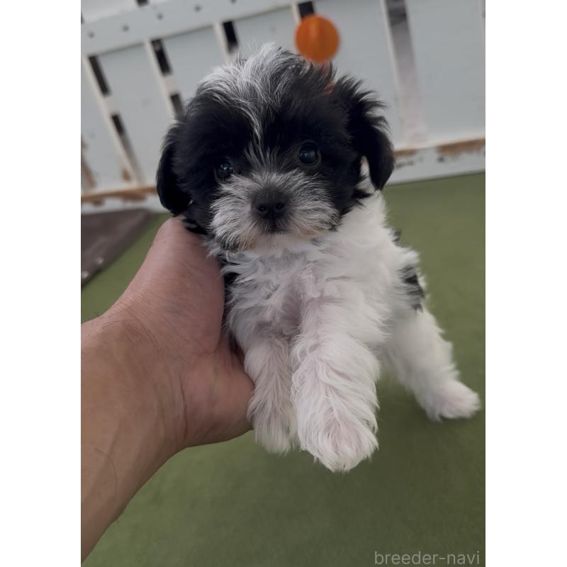 商談中の福岡県のヨープー:ヨークシャーテリア×トイプードル-444590の4枚目