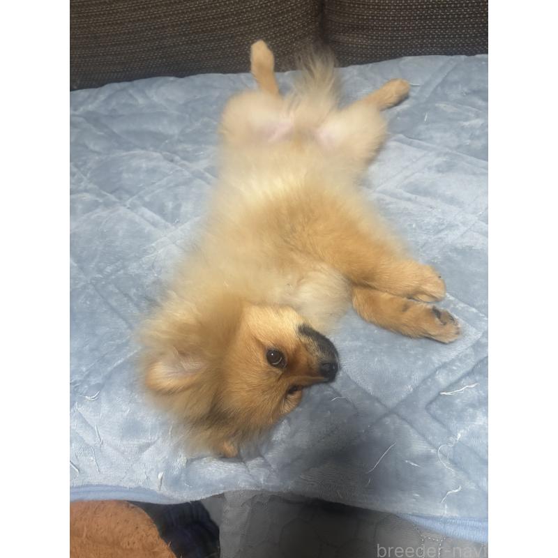 販売中の長崎県のポメラニアン-446808の4枚目