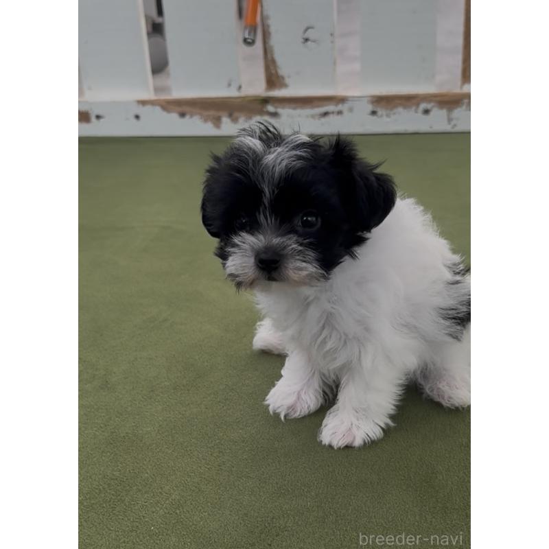 商談中の福岡県のヨープー:ヨークシャーテリア×トイプードル-444590の3枚目