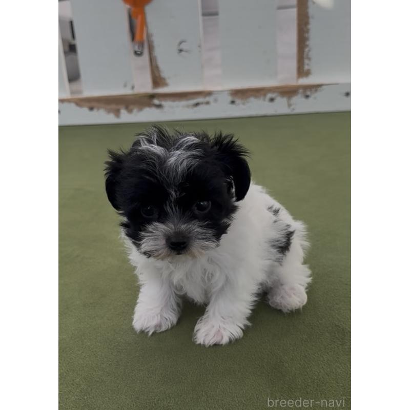 商談中の福岡県のヨープー:ヨークシャーテリア×トイプードル-444590の2枚目