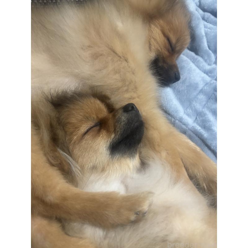 販売中の長崎県のポメラニアン-446808の2枚目