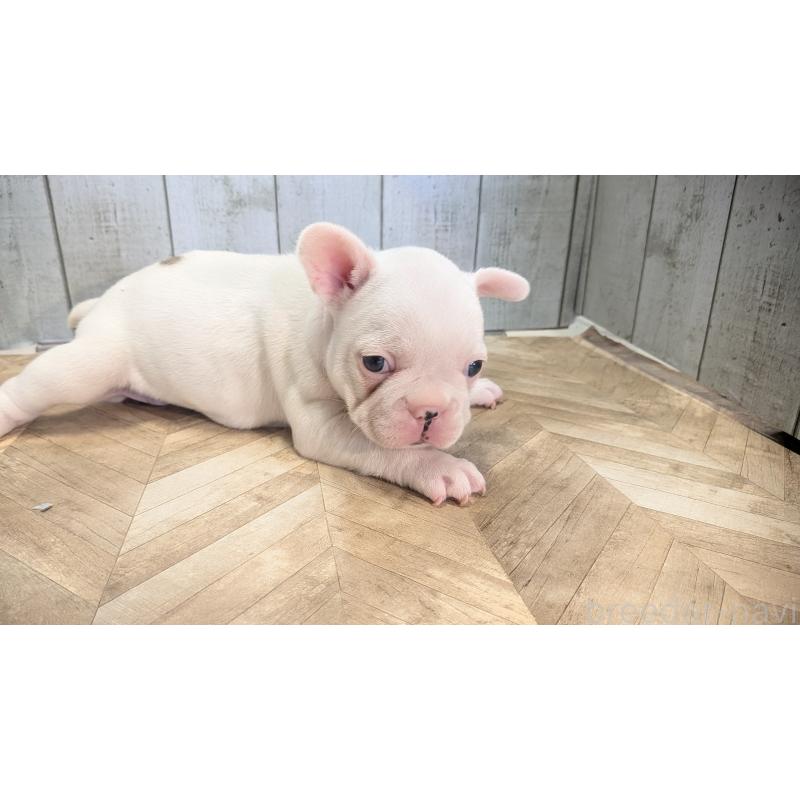 販売中の熊本県のフレンチブルドッグ-445162の10枚目