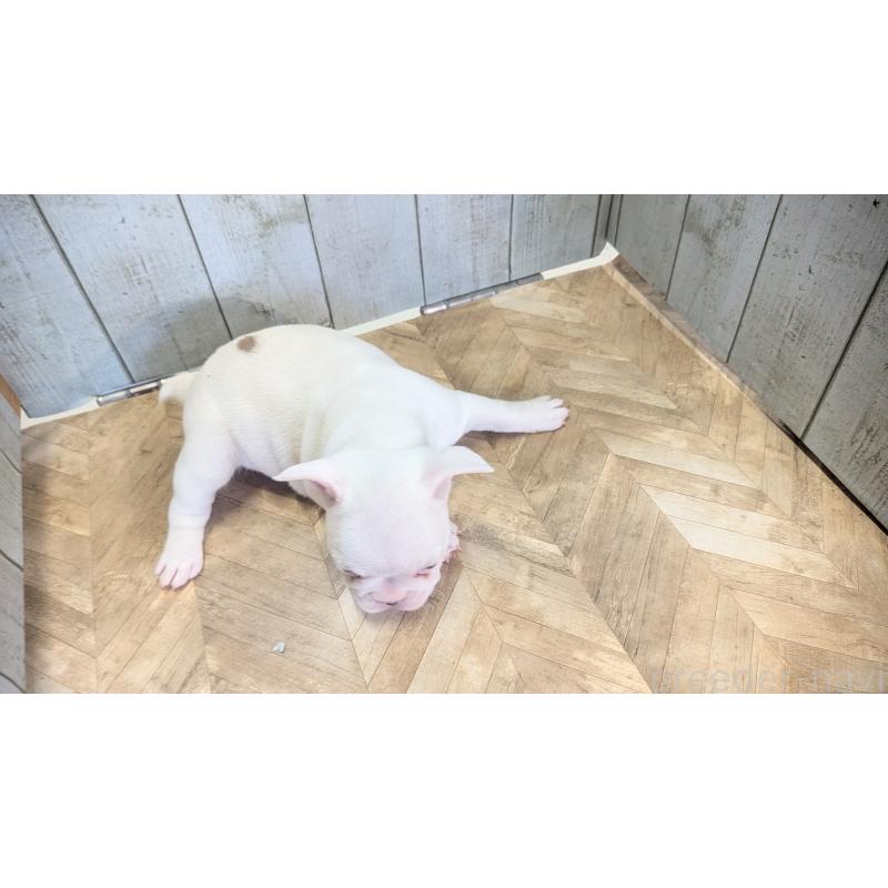 販売中の熊本県のフレンチブルドッグ-445162の9枚目