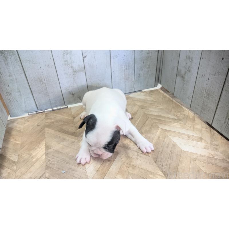 販売中の熊本県のフレンチブルドッグ-445160の15枚目