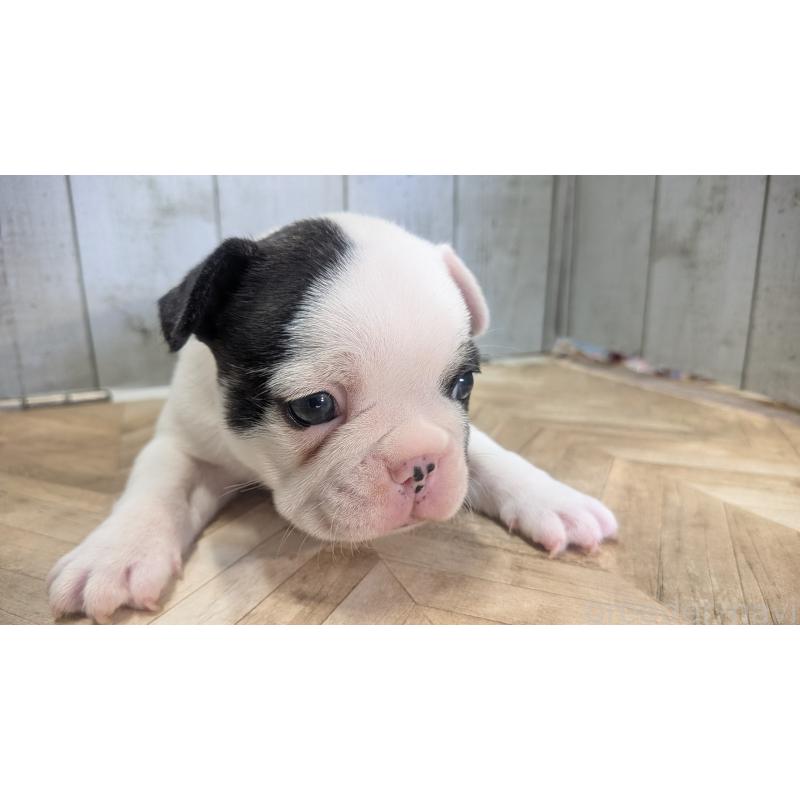 販売中の熊本県のフレンチブルドッグ-445160の14枚目