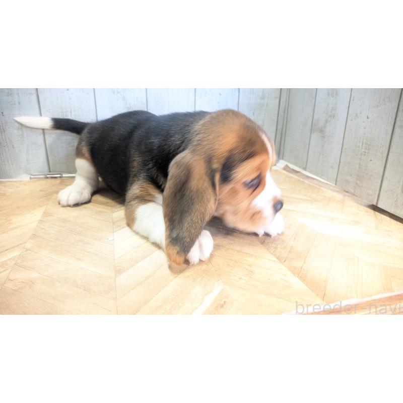 成約済の熊本県のビーグル-440793の4枚目