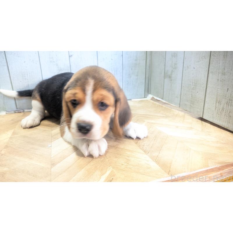 成約済の熊本県のビーグル-440793の3枚目