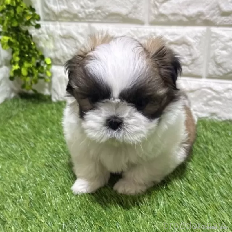 商談中の愛知県のシーズー-448897