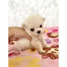 ♀︎ミックス犬