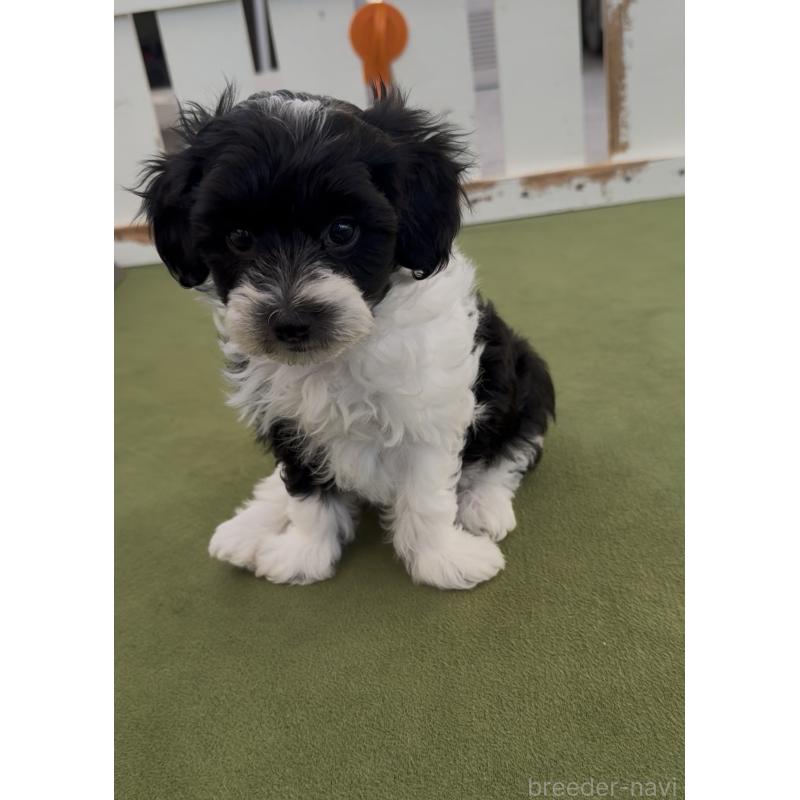 商談中の福岡県のヨープー:ヨークシャーテリア×トイプードル-444584の8枚目