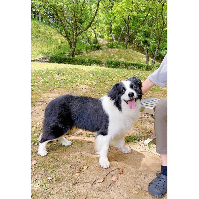 マシュマロくん4枚目