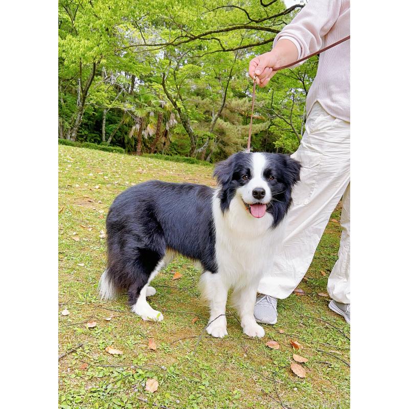 マシュマロくん5枚目