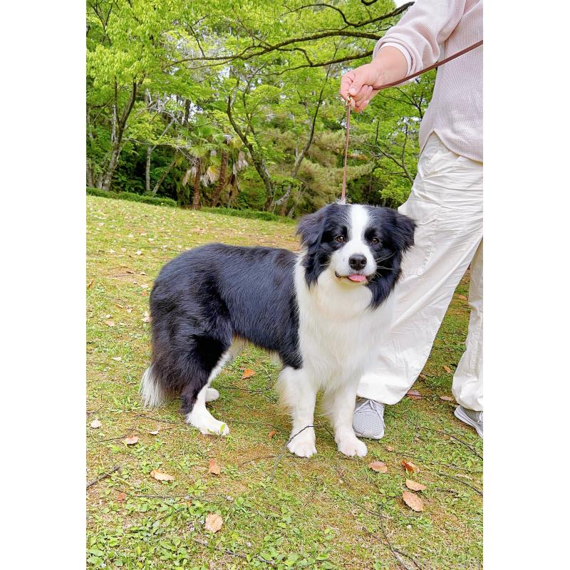 マシュマロくん10枚目