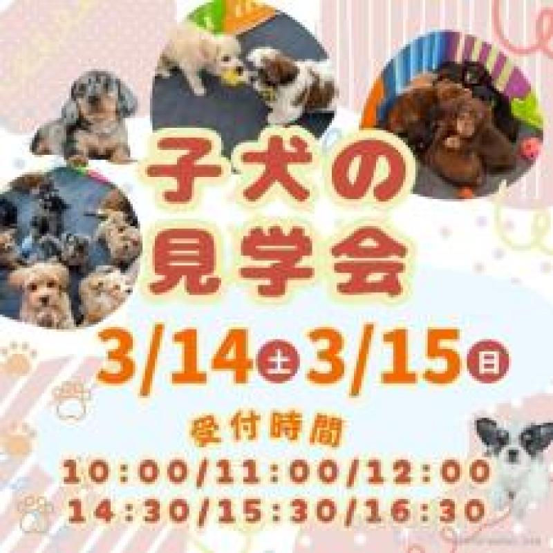 成約済の茨城県のマルプー:マルチーズ×トイプードル-443526の4枚目