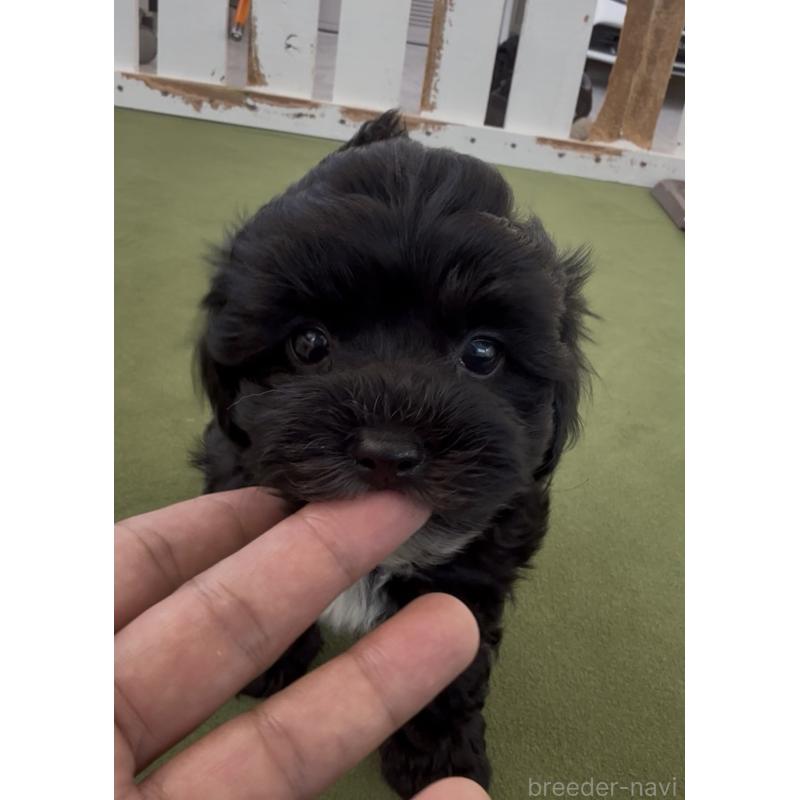 商談中の福岡県のヨープー:ヨークシャーテリア×トイプードル-444567の10枚目