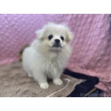 ♀︎ポメラニアン