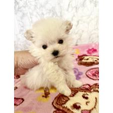 ♀︎ミックス犬