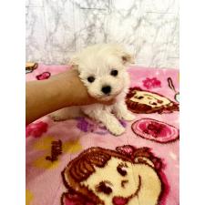 ♀︎ミックス犬