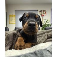 ♀︎ドーベルマン