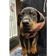 ♀︎ドーベルマン